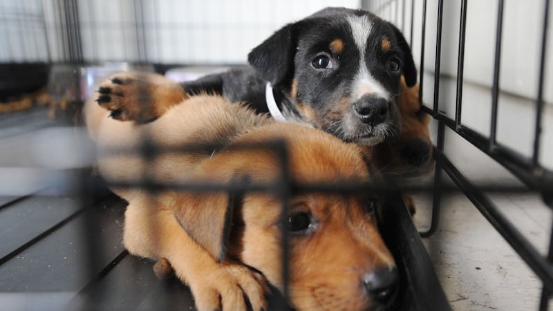 Evansville Animal Care & Control asking for blankets