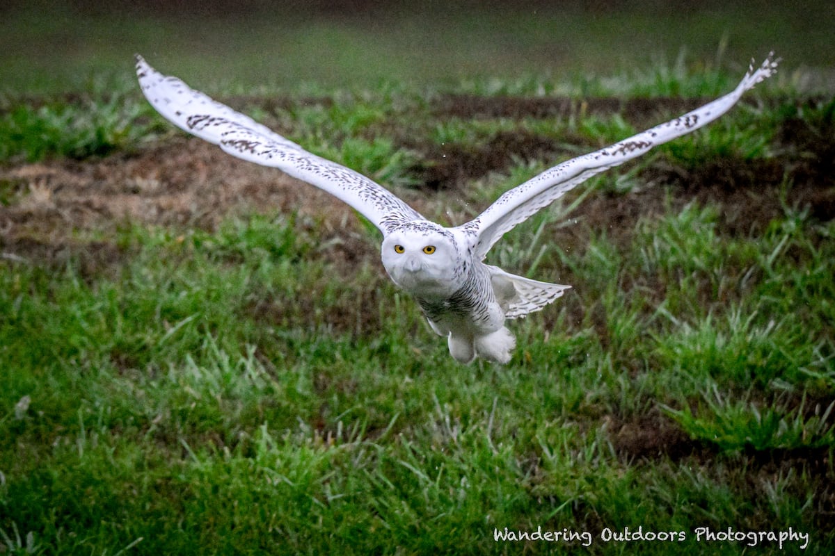 Buho Raro Rare snowy owl photographed in Perry County