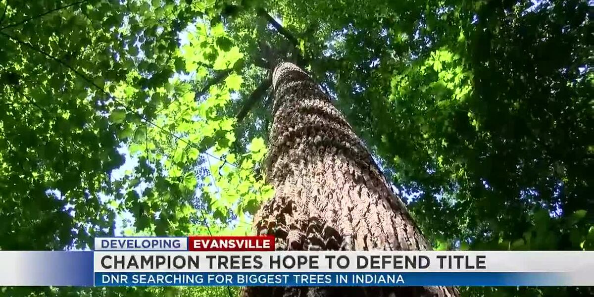 Tree Restry Wesselman Woods nominating trees to be added to DNR Big Tree Registry