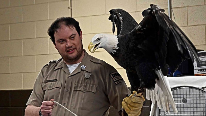 Gibson Co. kicks off America 250 celebration with live bald eagle presentation