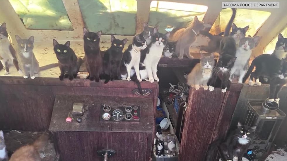 More than 50 cats rescued from abandoned sailboat in Puget Sound