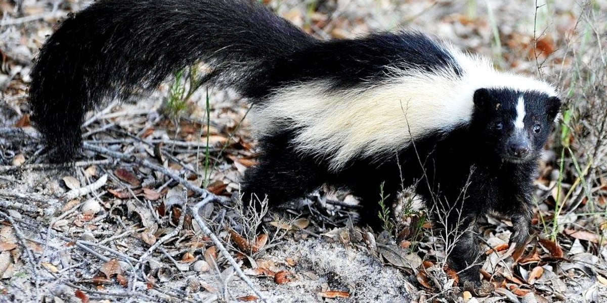 Public advised to steer clear of skunks after rabies detected in ...