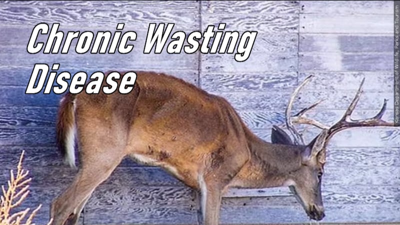 Cwd Infested Deer Chronic Wasting Disease found in Posey Co. deer sparks new measures in ...