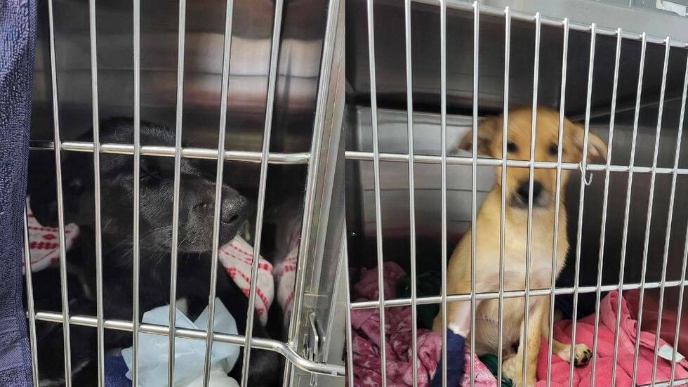 Dogs rescued after falling through ice