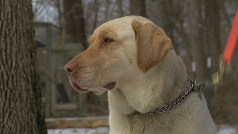 Yellow Lab Fall Yellow lab falls into icy pond, rescued by firefighters