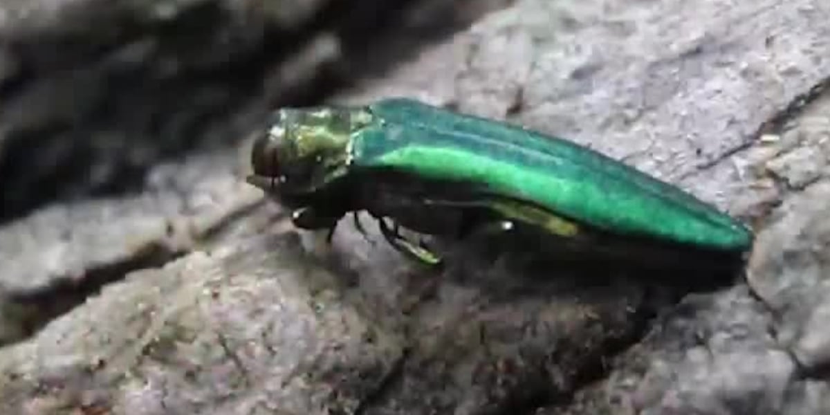 Ash Insect Rellant Ash trees on verge of extinction due to invasive insect