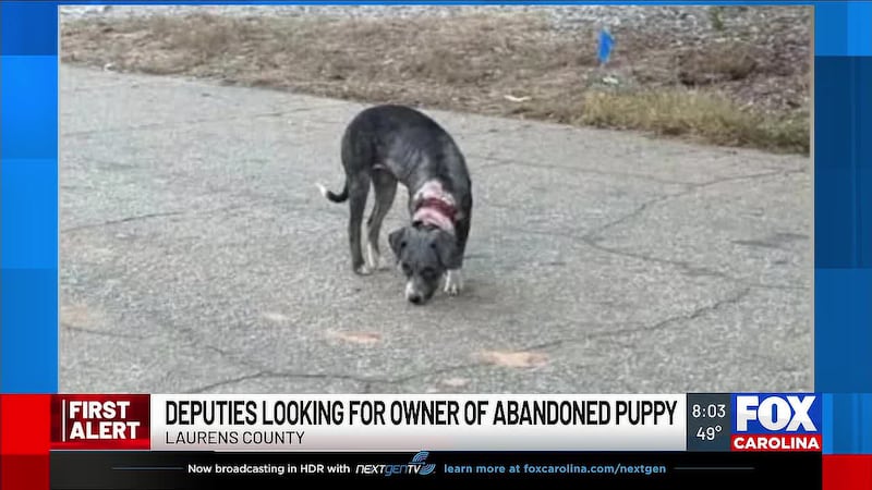 Laurens County deputies search for owner of abandoned puppy